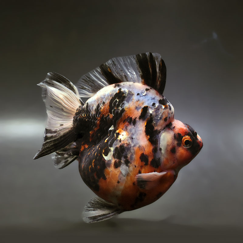 【金魚王子】三色ショートテール琉金 14cm前後 (個体番号：xsw272) 金魚 きんぎょ 生体 琉金 厳選個体