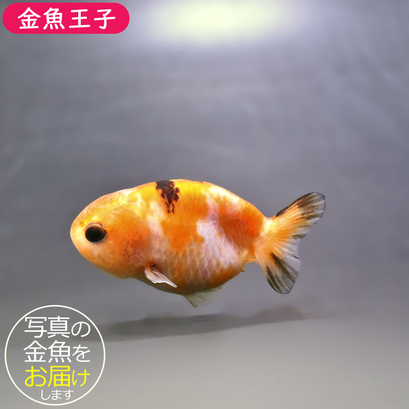 金魚王子】ベビーらんちゅう 6±1cm前後 (個体番号：xsw802) 金魚
