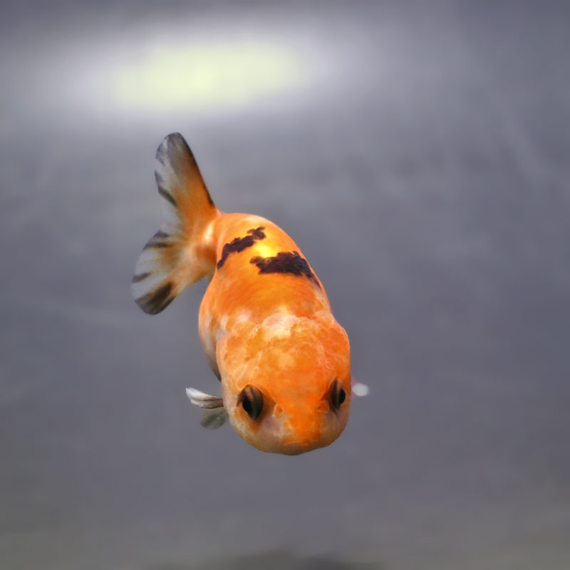 金魚王子】ベビーらんちゅう 6±1cm前後 (個体番号：xsw802) 金魚