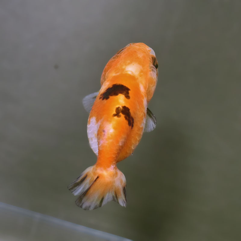 らんちゅう他 金魚王子】ベビーらんちゅう 6±1cm前後 (個体番号：xsw802) 金魚