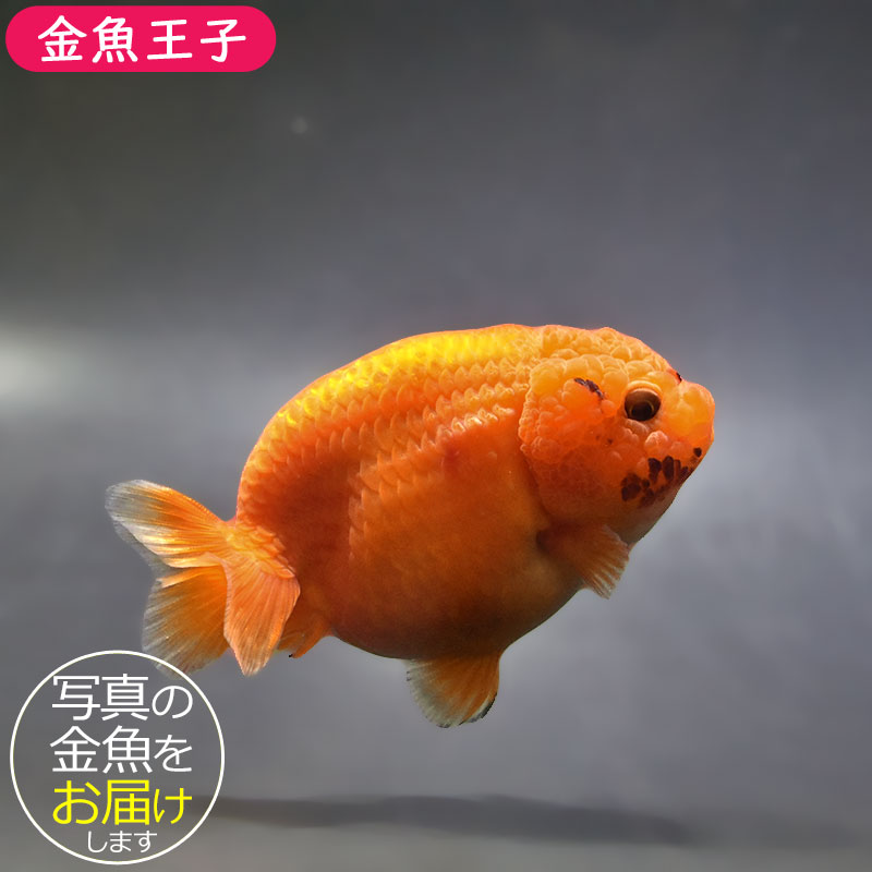 金魚王子】もみじらんちゅう 9cm前後 (個体番号：xsw962) 金魚