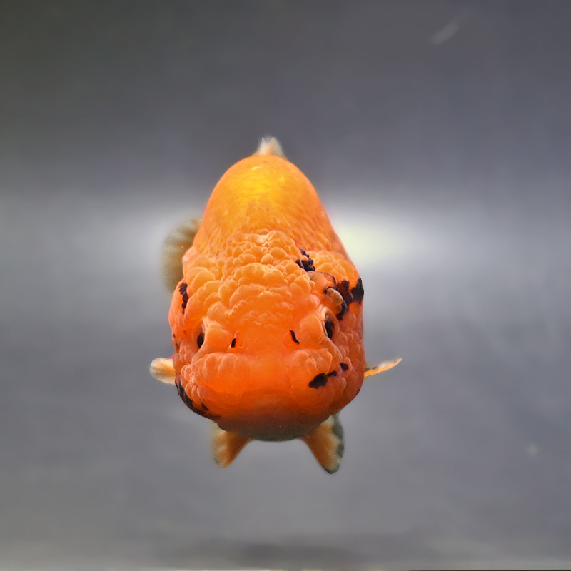 金魚王子】もみじらんちゅう 9cm前後 (個体番号：xsw962) 金魚