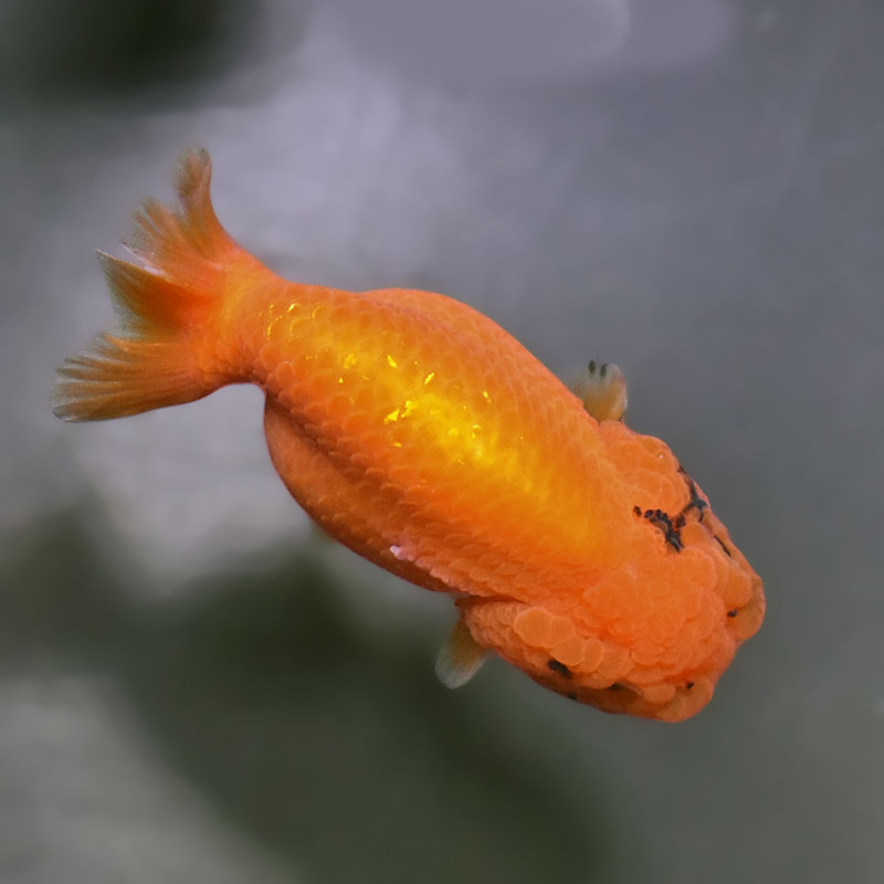 金魚王子】もみじらんちゅう 9cm前後 (個体番号：xsw962) 金魚