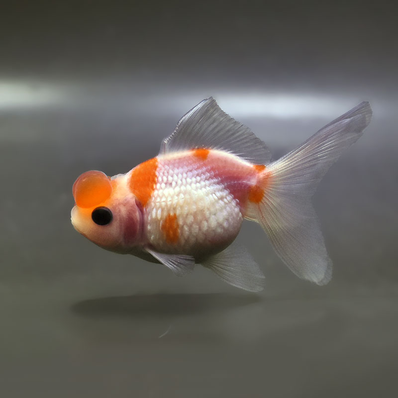 金魚王子】更紗浜錦 8～9cm前後 (個体番号：zaq759) 金魚 きんぎょ