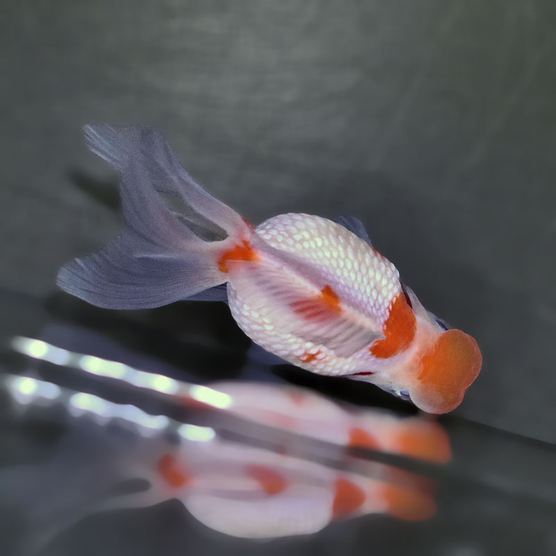 金魚王子】更紗浜錦 8～9cm前後 (個体番号：zaq759) 金魚 きんぎょ