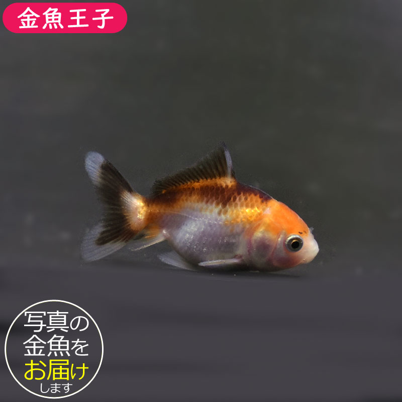 金魚王子】ベビーオランダ 5±1cm前後 (個体番号：cde352) 金魚