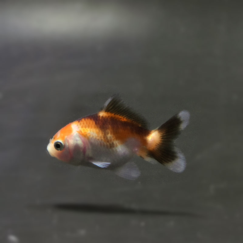 金魚王子】ベビーオランダ 5±1cm前後 (個体番号：cde352) 金魚