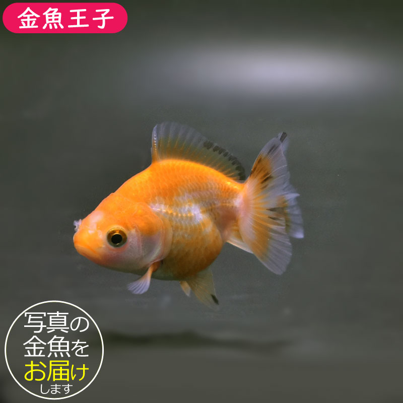 極上選別個体】極美！ ホワイトオランダ 12cm位 （金魚）（生体