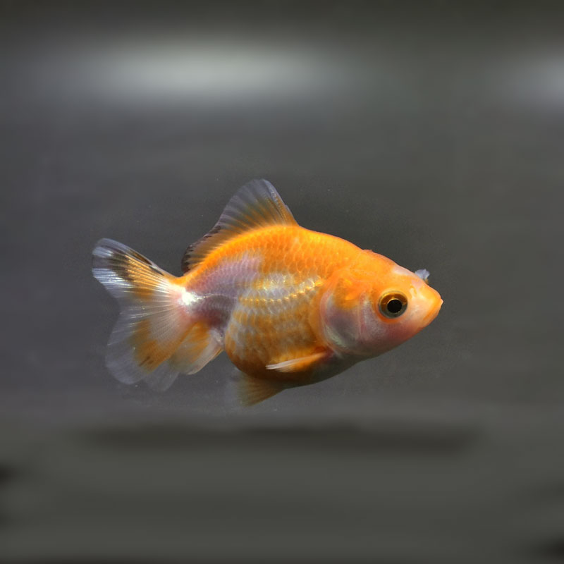 金魚王子】ハーフムーンオランダ 6.5±1cm前後 (個体番号：cde529