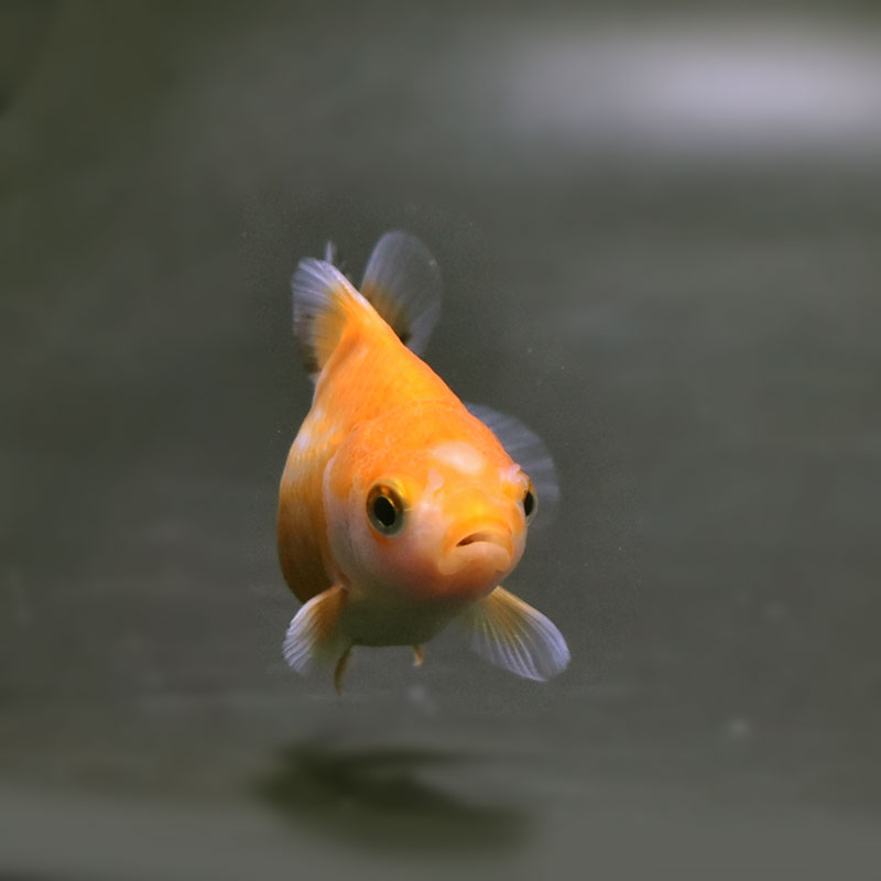 金魚王子】ハーフムーンオランダ 6.5±1cm前後 (個体番号：cde529) 金魚