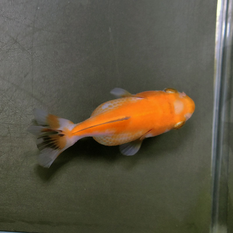 金魚王子】ハーフムーンオランダ 6.5±1cm前後 (個体番号：cde529) 金魚 