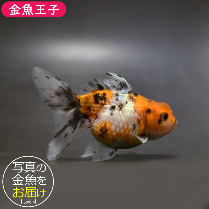 【金魚王子】キャリコ浜錦 8.5±1cm前後 (個体番号:cde705) 金魚 きんぎょ 生体 パールスケール 厳選個体