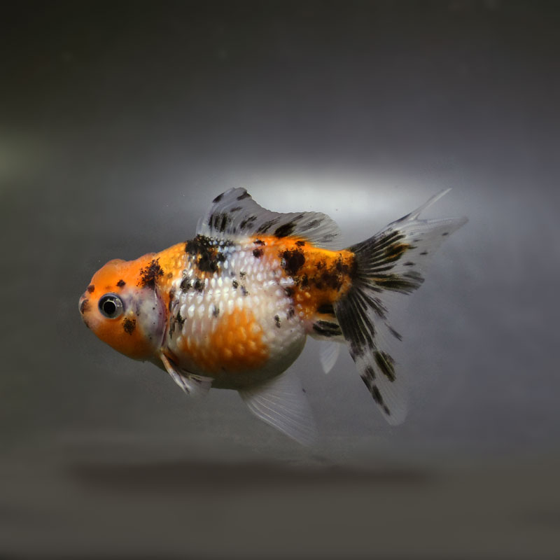 【金魚王子】キャリコ浜錦 8.5±1cm前後 (個体番号:cde705) 金魚 きんぎょ 生体 パールスケール 厳選個体