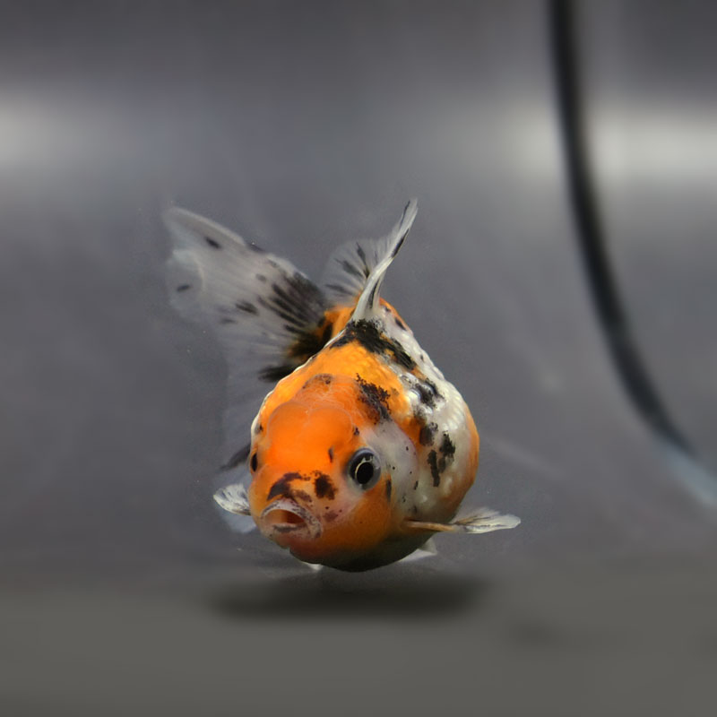 【金魚王子】キャリコ浜錦 8.5±1cm前後 (個体番号:cde705) 金魚 きんぎょ 生体 パールスケール 厳選個体