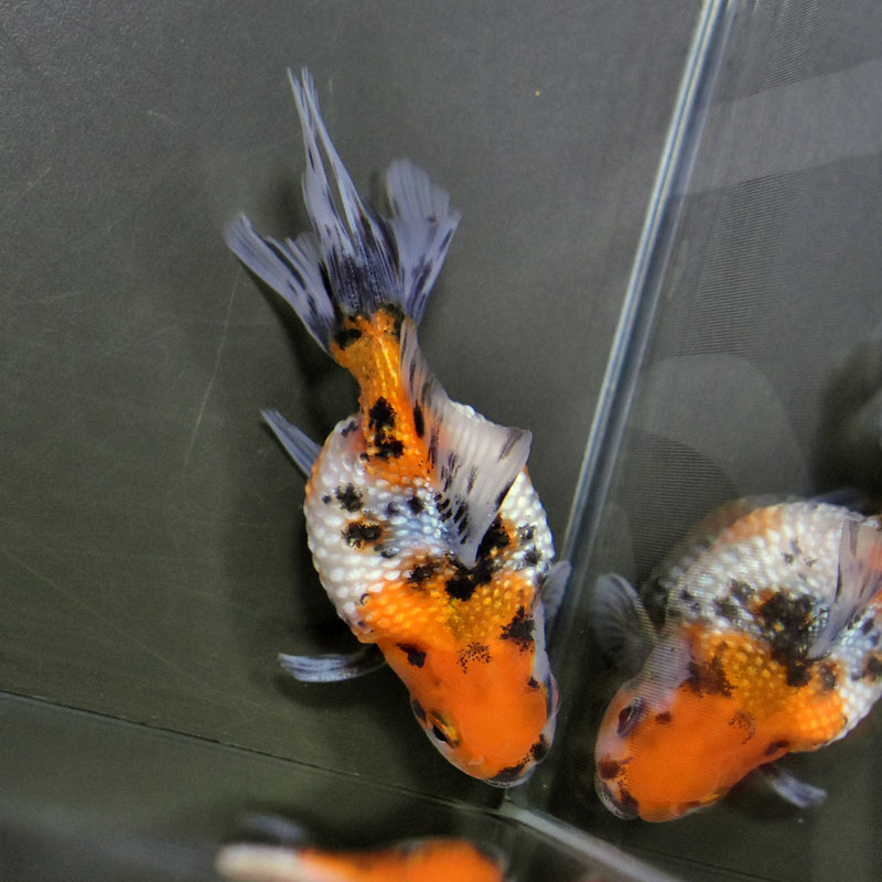 【金魚王子】キャリコ浜錦 8.5±1cm前後 (個体番号:cde705) 金魚 きんぎょ 生体 パールスケール 厳選個体