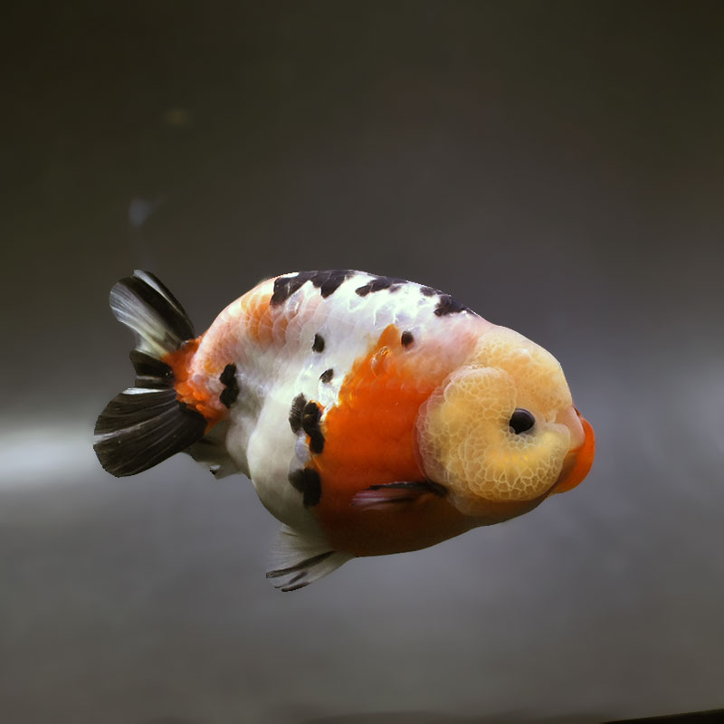 金魚　 金魚王子】江戸錦 12cm前後 (個体番号：xsw281) 金魚 きんぎょ 生体