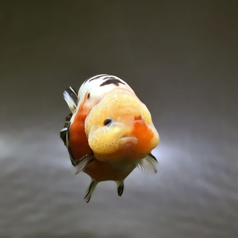 金魚王子】江戸錦 12cm前後 (個体番号：xsw281) 金魚 きんぎょ 生体