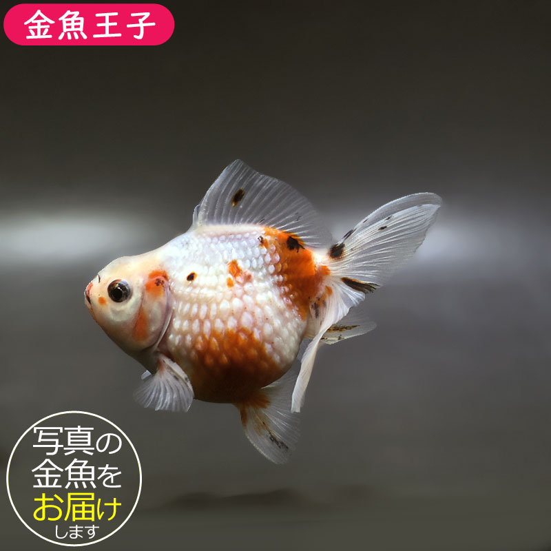 金魚王子】キャリコピンポンパール 10cm前後 (個体番号：xsw644) 金魚