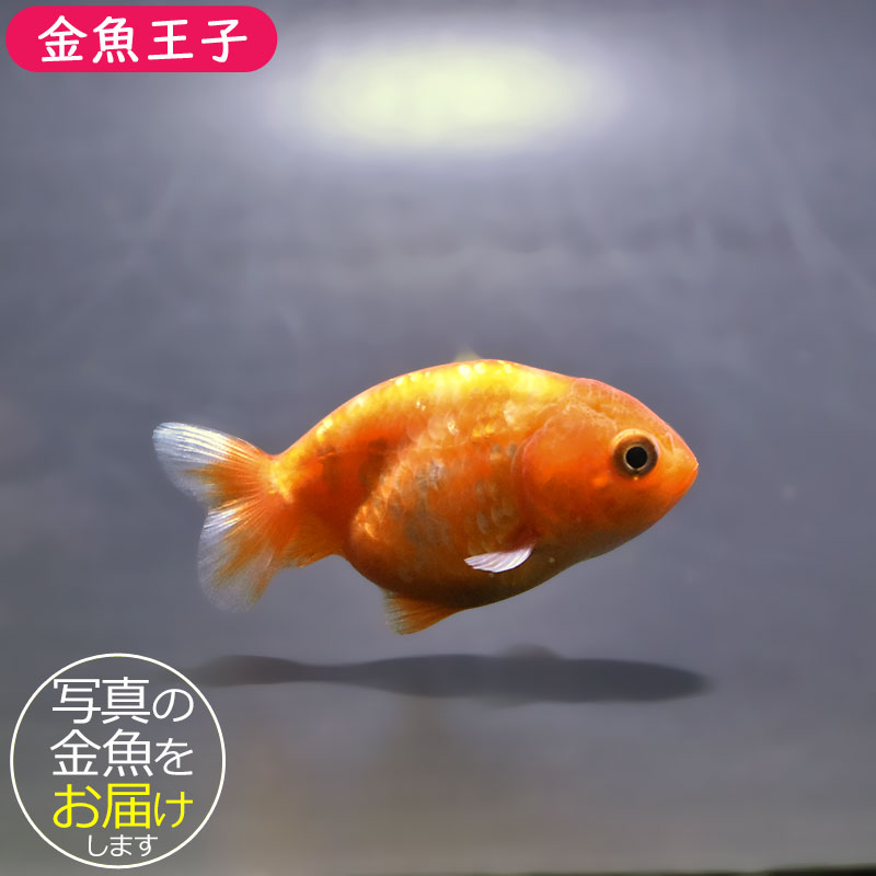 金魚王子】ベビーらんちゅう 6±1cm前後 (個体番号：xsw803) 金魚