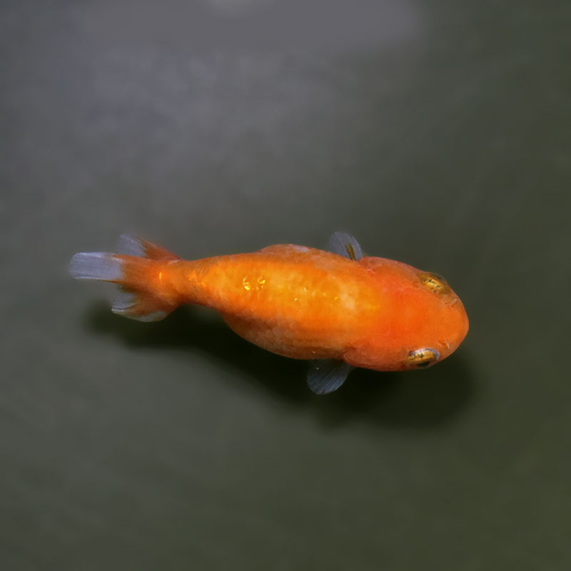 金魚王子】ベビーらんちゅう 6±1cm前後 (個体番号：xsw803) 金魚