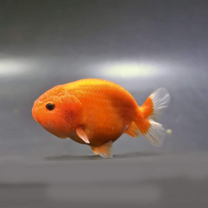 ＊浮球色々＊ 生き物 蓮 魚 くじら あひる 金魚 金魚王子】もみじらんちゅう 9.5cm前後 (個体番号：xsw963) 金魚