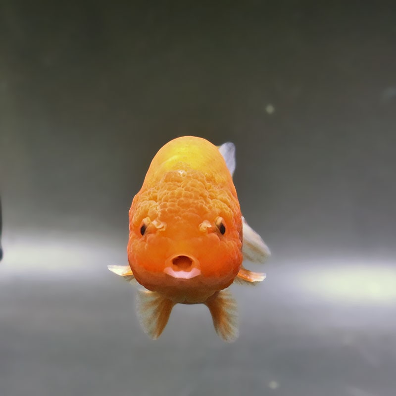 金魚王子】もみじらんちゅう 9.5cm前後 (個体番号：xsw963) 金魚