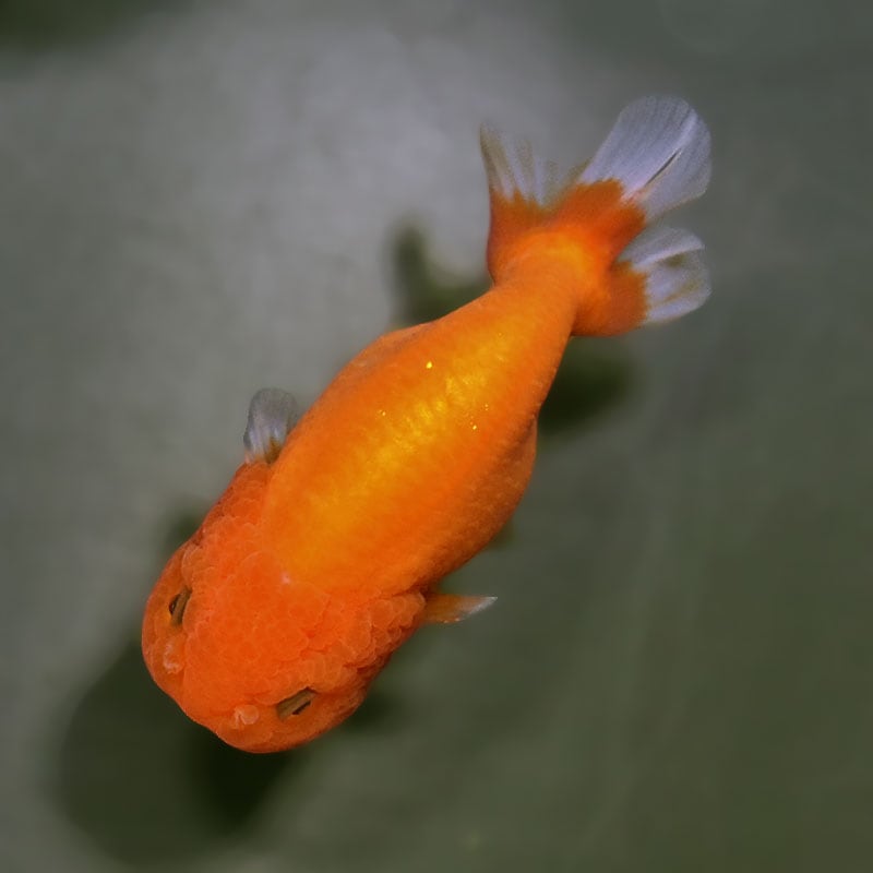 金魚王子】もみじらんちゅう 9.5cm前後 (個体番号：xsw963) 金魚
