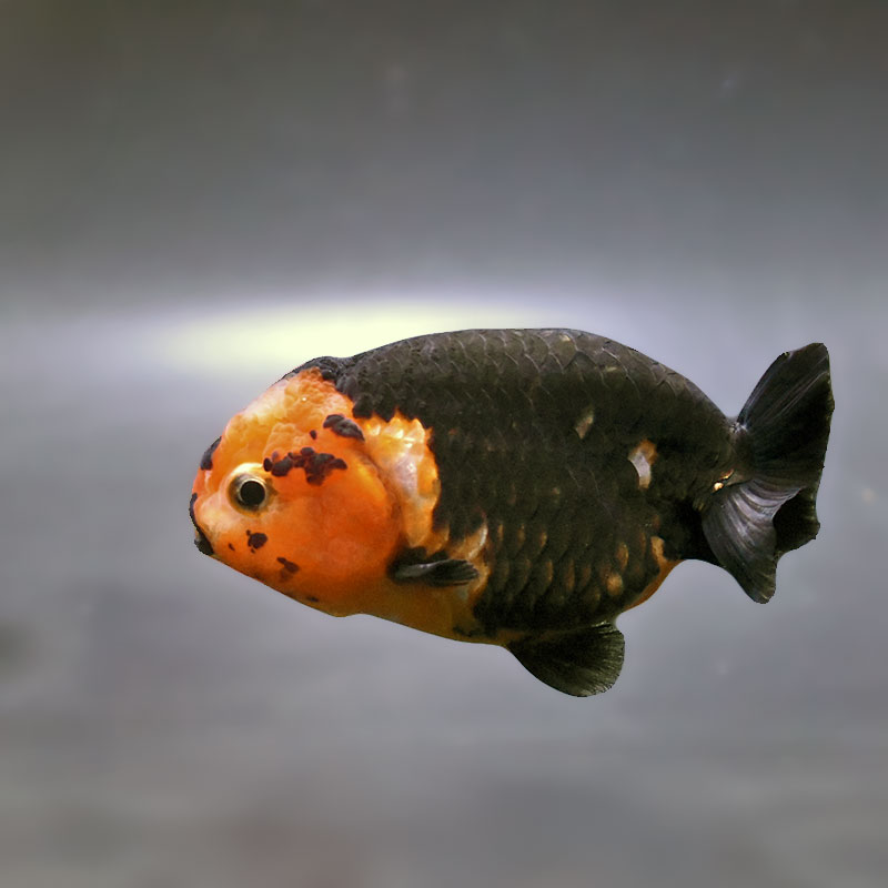 金魚王子】江戸錦 8～9cm前後 (個体番号：zaq423) 金魚 きんぎょ 生体