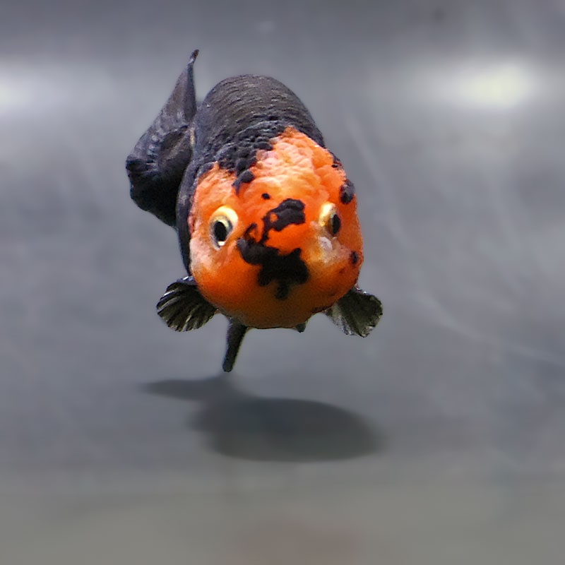 金魚王子】江戸錦 8～9cm前後 (個体番号：zaq423) 金魚 きんぎょ 生体