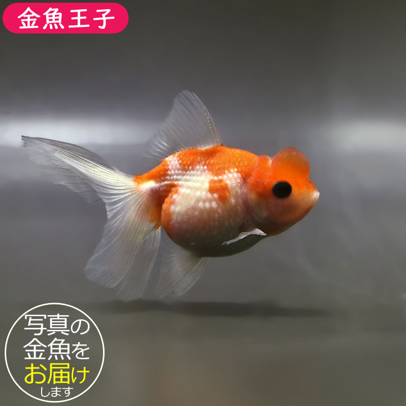 金魚 金魚王子】更紗浜錦 8～9cm前後 (個体番号：zaq760) 金魚 きんぎょ