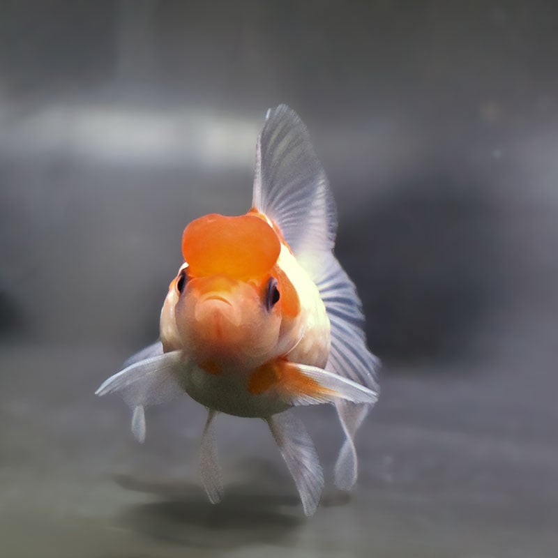 金魚王子】更紗浜錦 8～9cm前後 (個体番号：zaq760) 金魚 きんぎょ