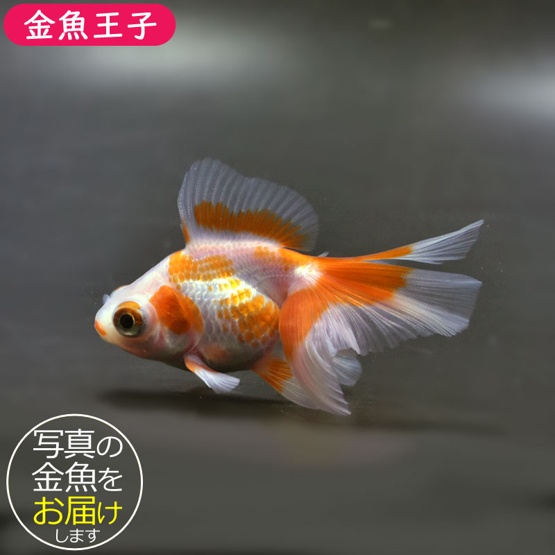 【金魚王子】更紗蝶尾 7～8cm前後 (個体番号：cde850) 金魚 きんぎょ 生体 蝶尾 厳選個体