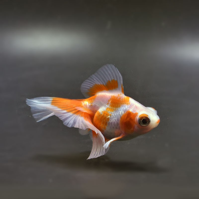 【金魚王子】更紗蝶尾 7～8cm前後 (個体番号：cde850) 金魚 きんぎょ 生体 蝶尾 厳選個体