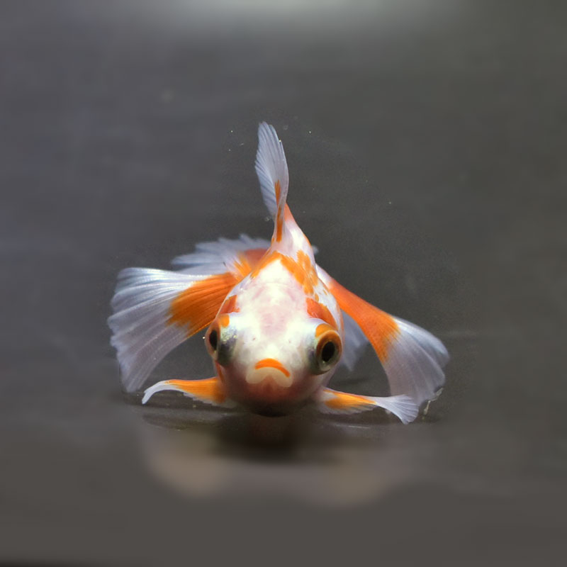 【金魚王子】更紗蝶尾 7～8cm前後 (個体番号：cde850) 金魚 きんぎょ 生体 蝶尾 厳選個体