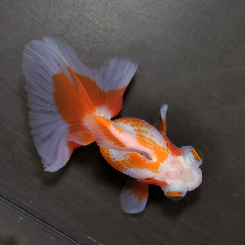 【金魚王子】更紗蝶尾 7～8cm前後 (個体番号：cde850) 金魚 きんぎょ 生体 蝶尾 厳選個体