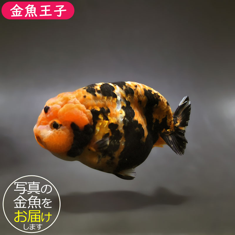 金魚 金魚王子】更紗ショートテール琉金 13.5cm前後 (個体番号：xsw433