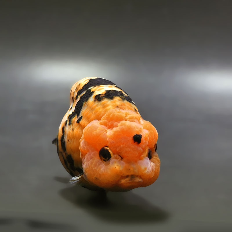 金魚王子】江戸錦 11.5cm前後 (個体番号：xsw282) 金魚 きんぎょ 生体