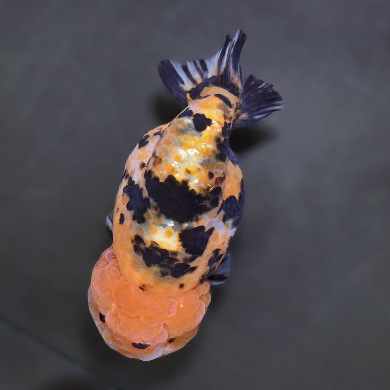 金魚王子】江戸錦 11.5cm前後 (個体番号：xsw282) 金魚 きんぎょ 生体