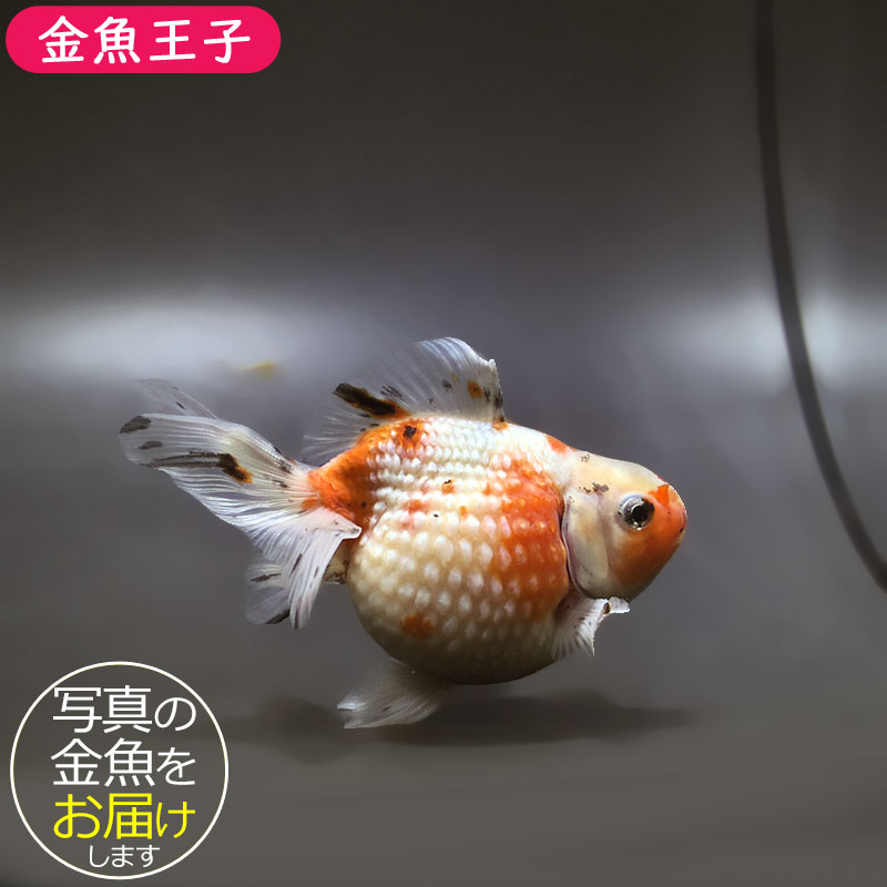 金魚王子】キャリコピンポンパール 10cm前後 (個体番号：xsw645) 金魚