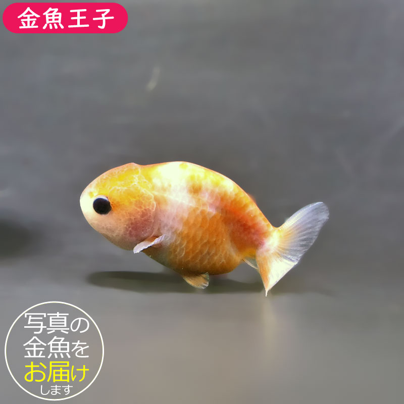 らんちゅう６匹 金魚王子】ベビーらんちゅう 6±1cm前後 (個体番号：xsw804) 金魚