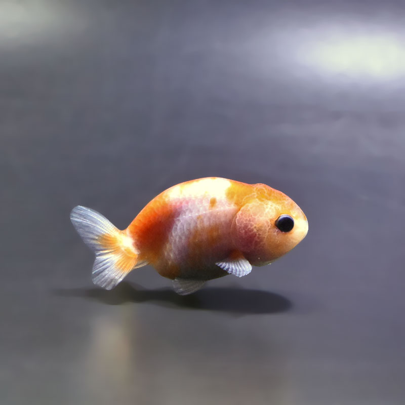 金魚王子】ベビーらんちゅう 6±1cm前後 (個体番号：xsw804) 金魚