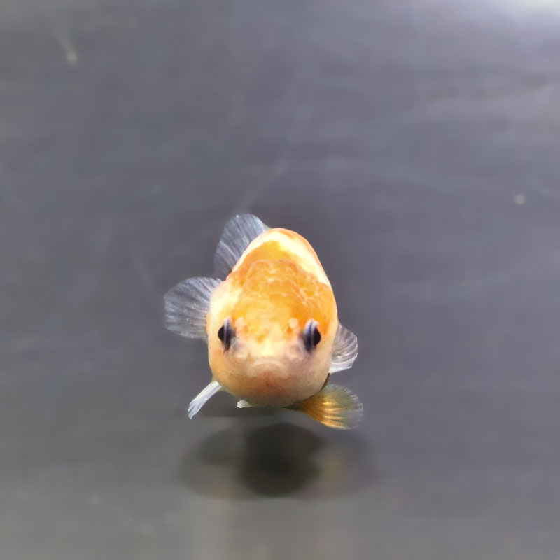 らんちゅう６匹 金魚王子】ベビーらんちゅう 6±1cm前後 (個体番号：xsw804) 金魚