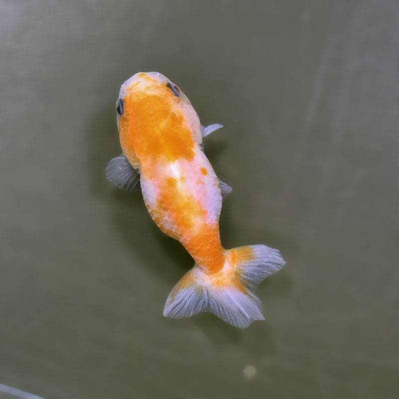 金魚王子】ベビーらんちゅう 6±1cm前後 (個体番号：xsw804) 金魚
