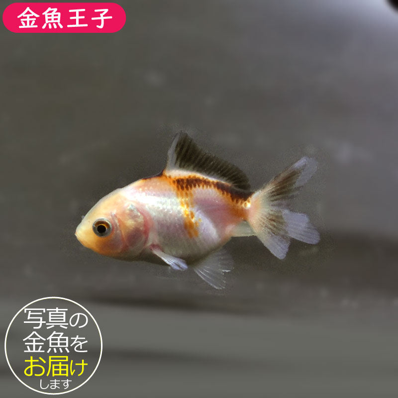 金魚王子】ベビーオランダ 5±1cm前後 (個体番号：cde354) 金魚