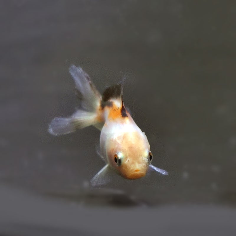 8ナオビ様⑅/21 シービーズ SEABEES ゼログラビディ ナイロン ワイドパンツ