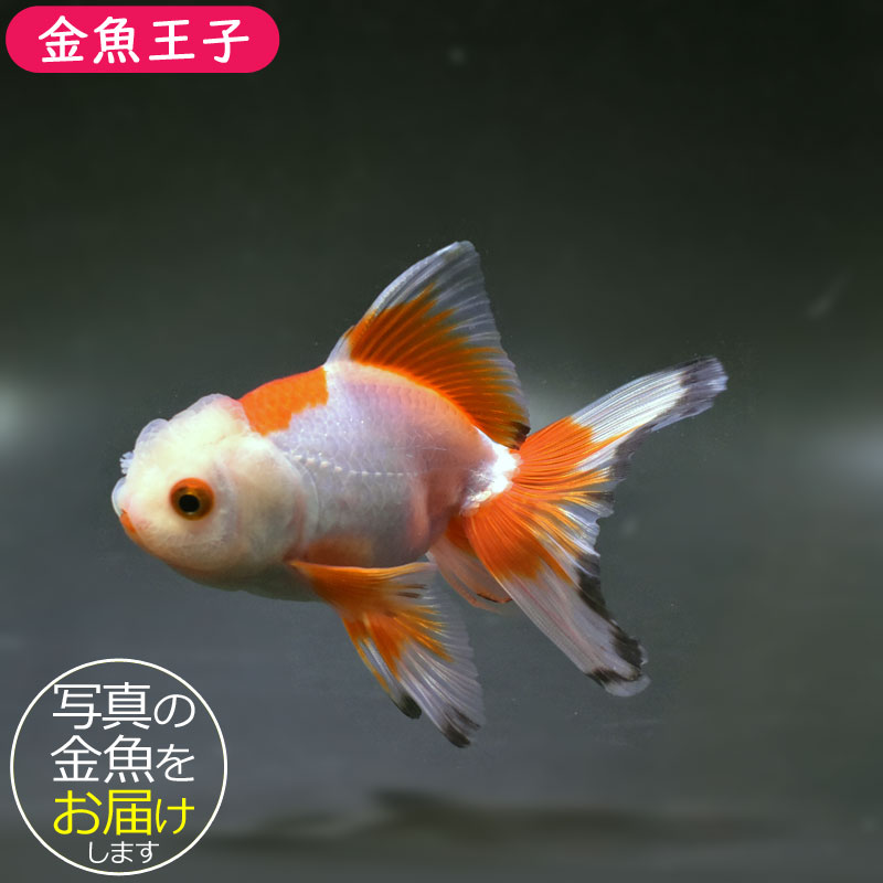 金魚王子】更紗オランダ 12cm前後 (個体番号：cde532) 金魚