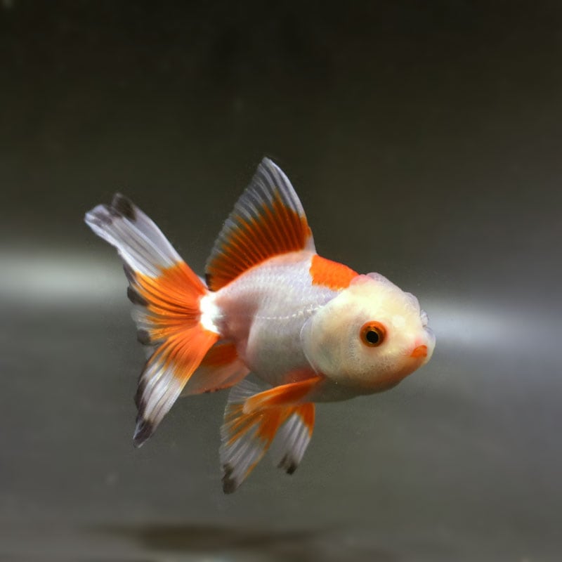 金魚王子】更紗オランダ 12cm前後 (個体番号：cde532) 金魚
