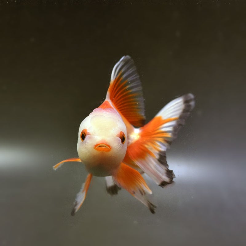 2.5Dの立体的な金魚オブジェ 2.5Dの立体的な金魚オブジェ 楽天市場】アクアリウム 水槽