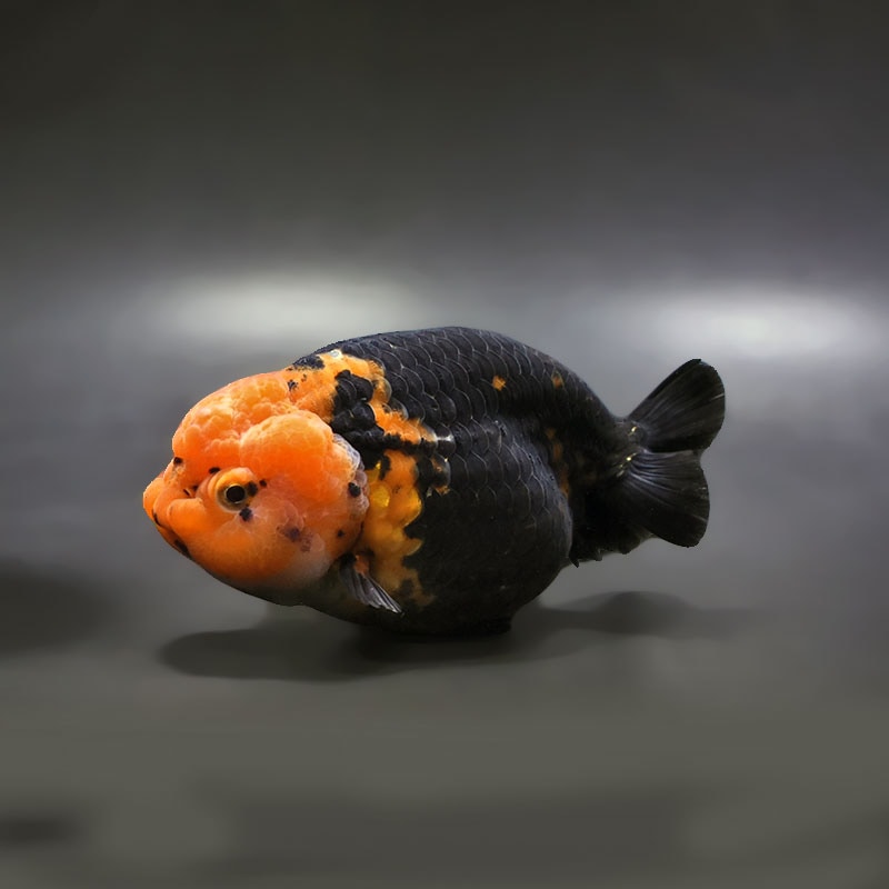 金魚王子】墨江戸錦 12.5cm前後 (個体番号：xsw283) 金魚 きんぎょ