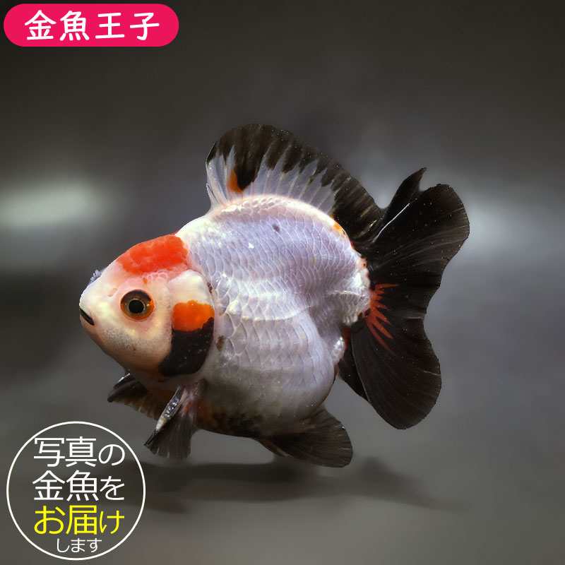 金魚王子】三色ショートテールオランダ 11cm前後 (個体番号：xsw651